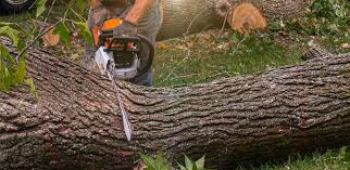 Best Tree Health Inspection  in North Kingsville, OH